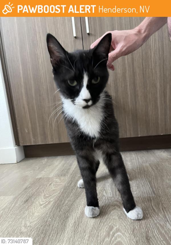 Found/Stray Unknown Cat last seen Near wigwam pkwy, Henderson, NV 89074