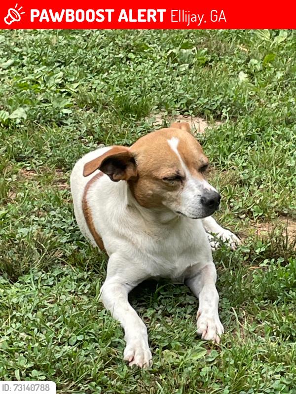 Lost Male Dog last seen Tower rd Ellijay ga, Ellijay, GA 30540