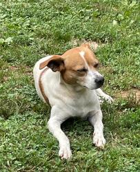 Lost Male Dog last seen Tower rd Ellijay ga, Ellijay, GA 30540