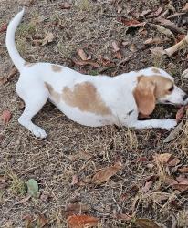 Found/Stray Female Dog last seen Division and S 58th St, San Diego, CA 92114