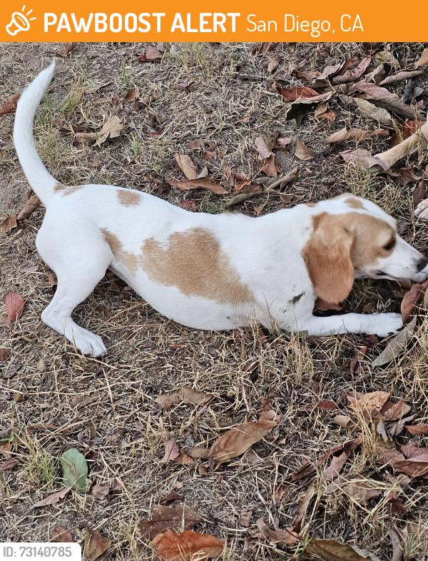 Found/Stray Female Dog last seen Division and S 58th St, San Diego, CA 92114