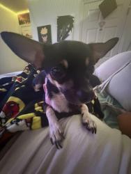 Reunited Female Dog last seen simonton crest dr, Gwinnett County, GA 30045