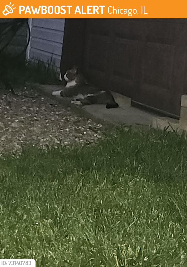 Found/Stray Unknown Cat last seen 63rd & Narragansett, Chicago, IL 60638