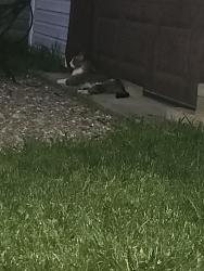 Found/Stray Unknown Cat last seen 63rd & Narragansett, Chicago, IL 60638