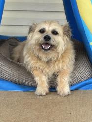 Lost Male Dog last seen Main Street, Bean Station, TN 37708