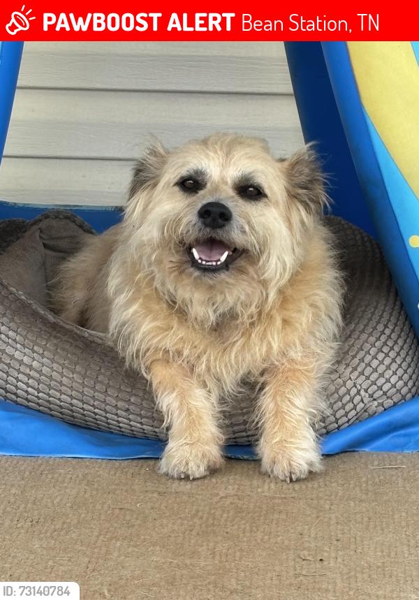 Lost Male Dog last seen Main Street, Bean Station, TN 37708