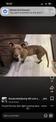 Lost Male Dog last seen Church road Spring Lake Highway, Syracuse, NY 13224