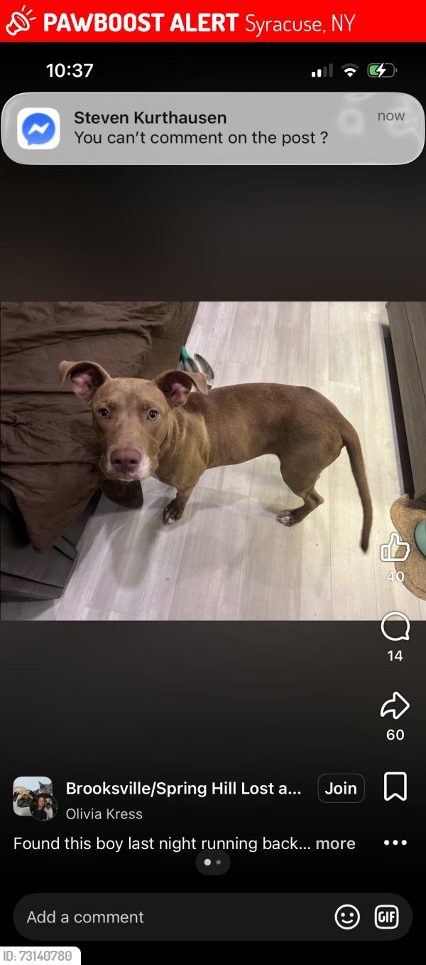 Lost Male Dog last seen Church road Spring Lake Highway, Syracuse, NY 13224