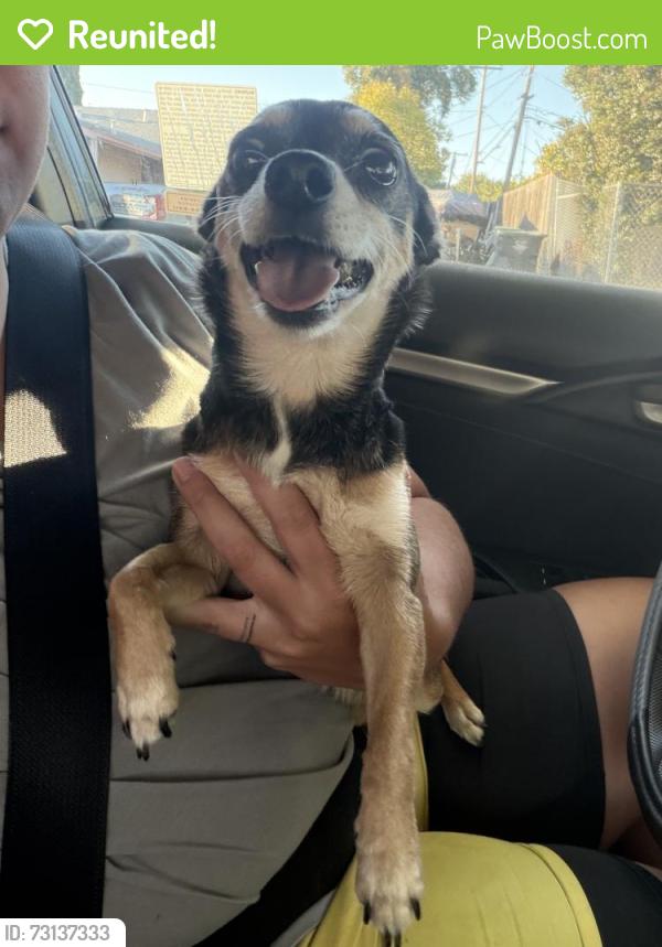 Reunited Female Dog last seen Dover, Fairfield, CA 94533