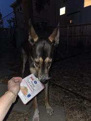 Reunited Female Dog last seen Sherman and Bates, Englewood, CO 80113