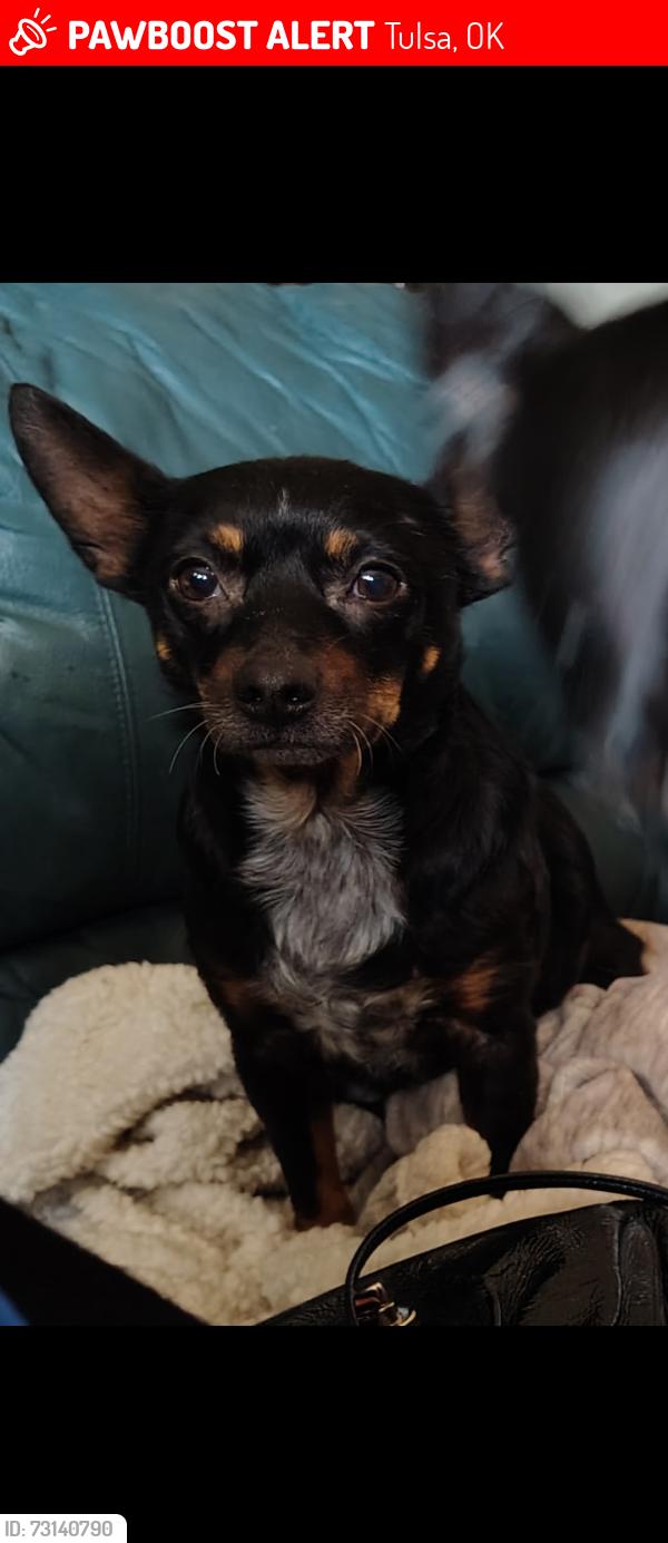 Lost Female Dog last seen Haskell Pl and 72nd, Tulsa, OK 74115