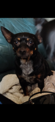 Lost Female Dog last seen Haskell Pl and 72nd, Tulsa, OK 74115