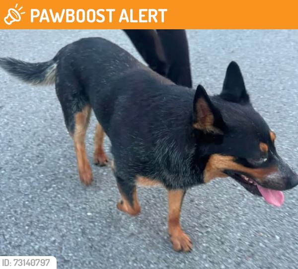 Found/Stray Unknown Dog last seen Beverly Randolph Drive, Rutherford County, TN 37129