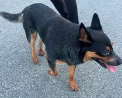 Found/Stray Unknown Dog last seen Beverly Randolph Drive, Rutherford County, TN 37129