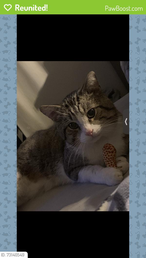Reunited Male Cat last seen South Clive street, Cardiff, Wales CF11 7EH