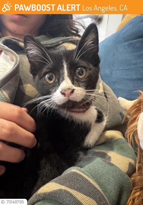 Found/Stray Unknown Cat last seen Rose and Lincoln (Whole Foods), Los Angeles, CA 90291