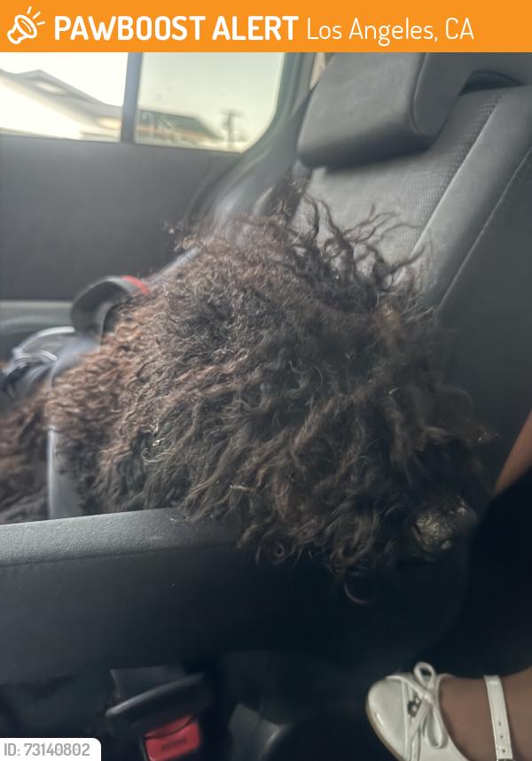 Found/Stray Female Dog last seen Denker ave, Los Angeles, CA 90047