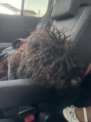 Found/Stray Female Dog last seen Denker ave, Los Angeles, CA 90047
