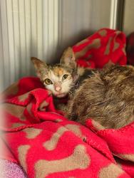 Found/Stray Female Cat last seen Reelsboro NC, Pamlico County, NC 28560