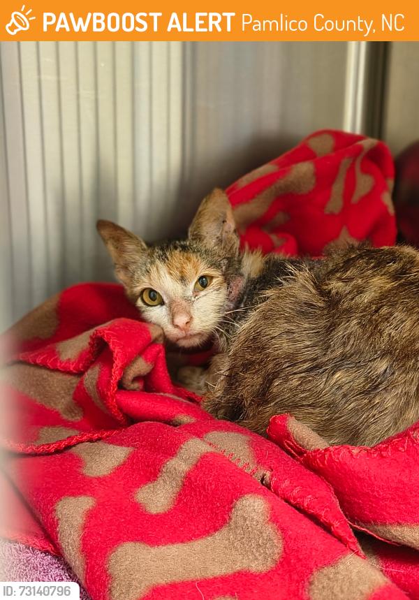 Found/Stray Female Cat last seen Reelsboro NC, Pamlico County, NC 28560
