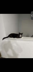 Reunited Male Cat last seen Near Vincent Rose, Katy, TX 77449