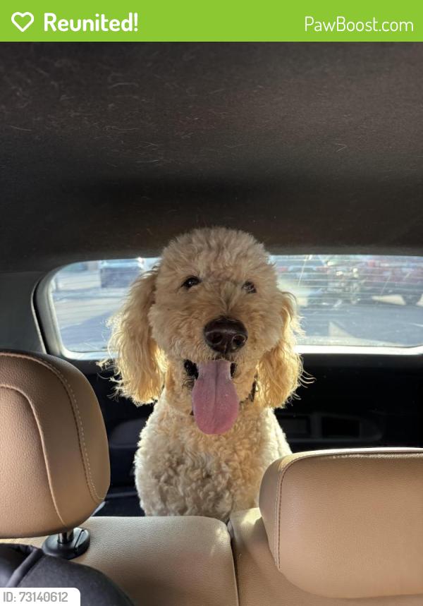 Reunited Male Dog last seen Lehi Splash Pad, W3200N, Lehi, UT 84043