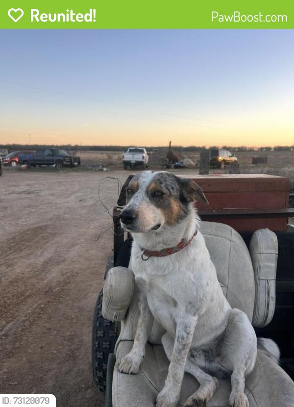 Reunited Male Dog last seen kingsbury rd, Kingsbury, TX 78638