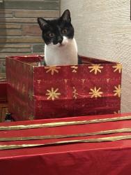 Lost Female Cat last seen st joseph and highlands cir, Los Altos, CA 94024