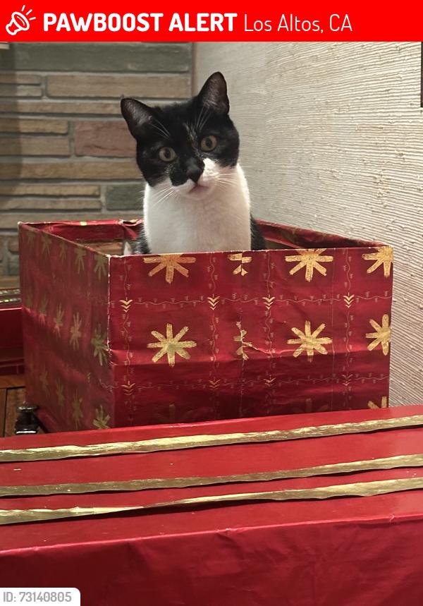 Lost Female Cat last seen st joseph and highlands cir, Los Altos, CA 94024