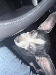 Found/Stray Male Dog last seen 103rd and Central, Los Angeles, CA 90002