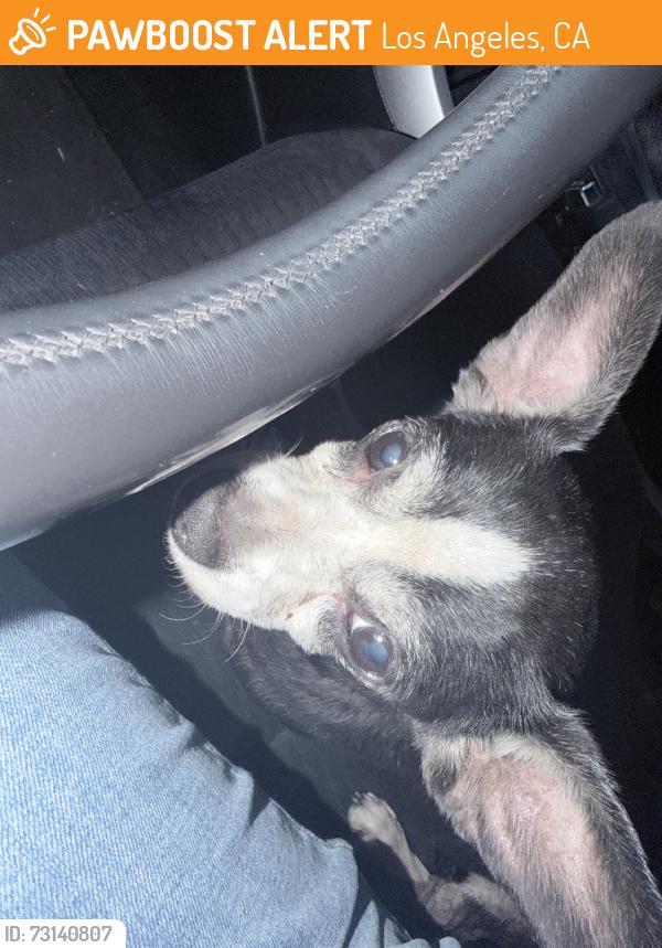 Found/Stray Male Dog last seen 103rd and Central, Los Angeles, CA 90002