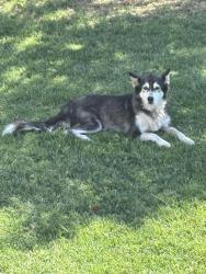 Lost Female Dog last seen McKinley and Shields, Sanger, CA 93657