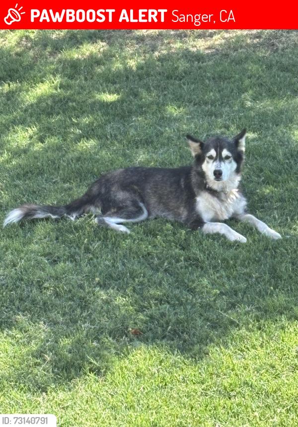 Lost Female Dog last seen McKinley and Shields, Sanger, CA 93657