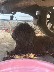 Found/Stray Female Dog last seen Los angeles southwest college, Los Angeles, CA 90047