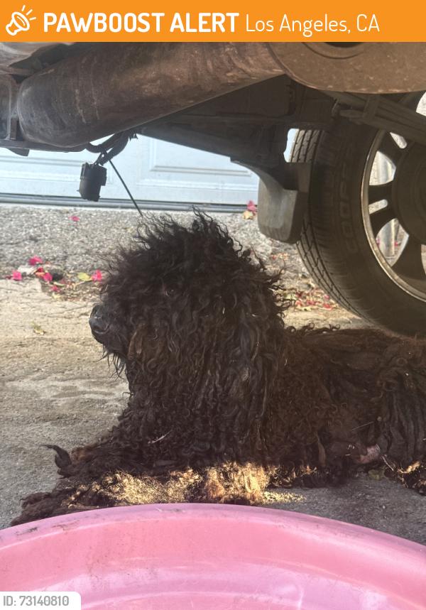 Found/Stray Female Dog last seen Los angeles southwest college, Los Angeles, CA 90047