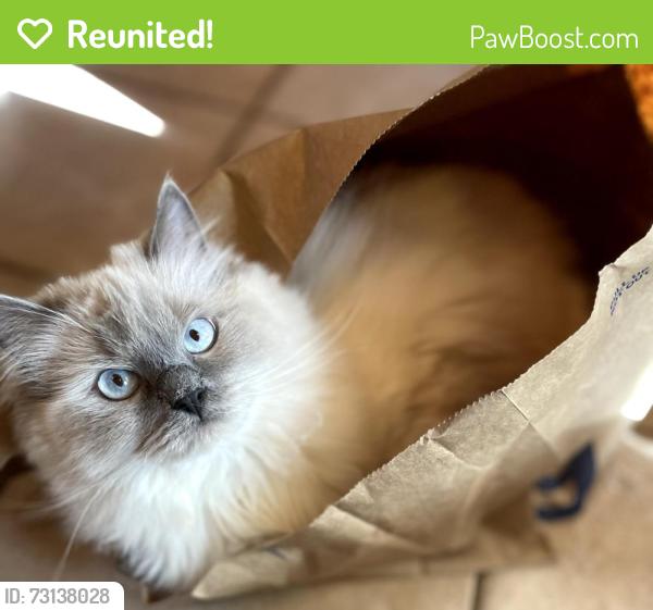 Reunited Female Cat last seen Williamsburg Dr, East York, PA 17402