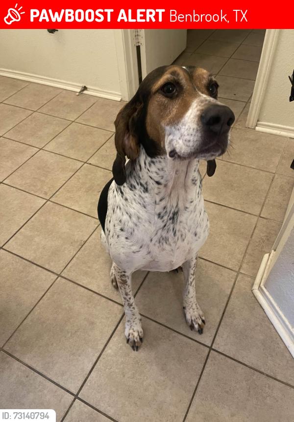 Lost Female Dog last seen Benbrook Boulevard, Benbrook, TX 76126