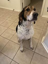 Lost Female Dog last seen Benbrook Boulevard, Benbrook, TX 76126