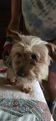 Found/Stray Female Dog last seen Lyon & Cottonwood, San Jacinto, CA 92582