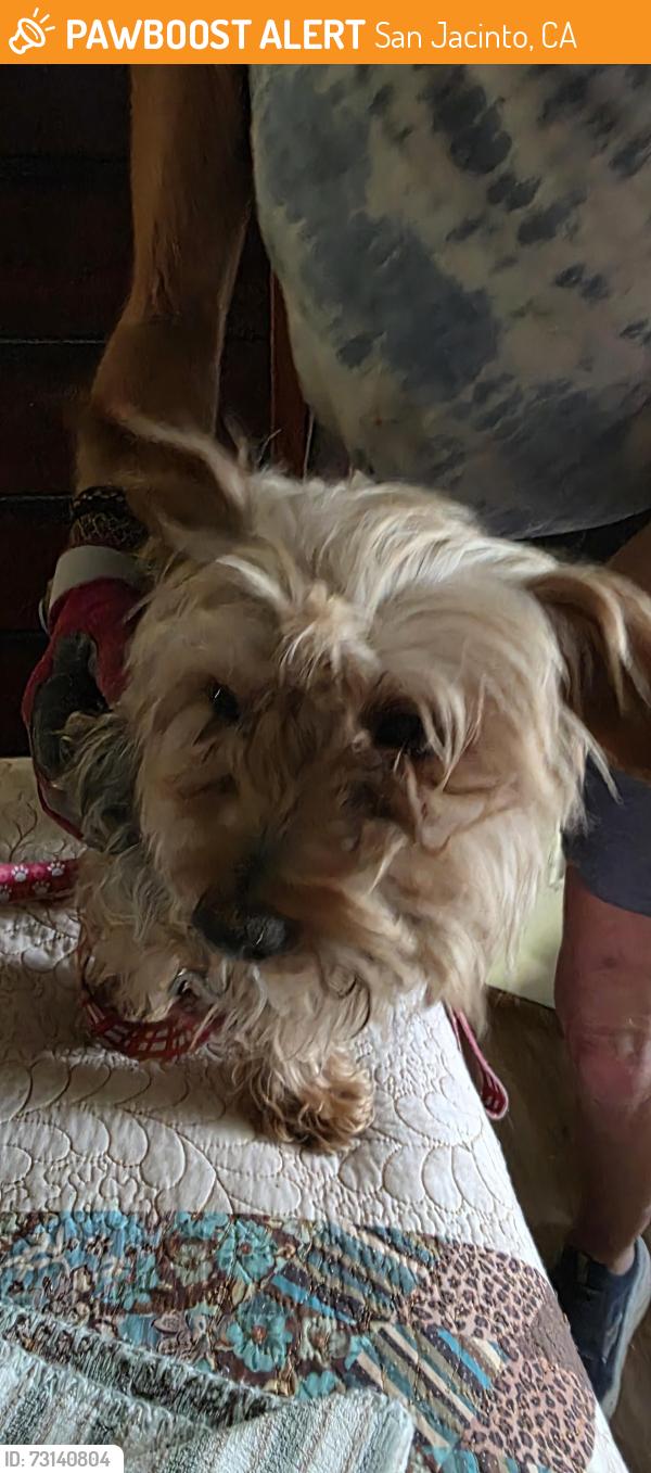 Found/Stray Female Dog last seen Lyon & Cottonwood, San Jacinto, CA 92582