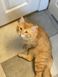 Found/Stray Male Cat last seen Case Avenue, Saint Paul, MN 55106