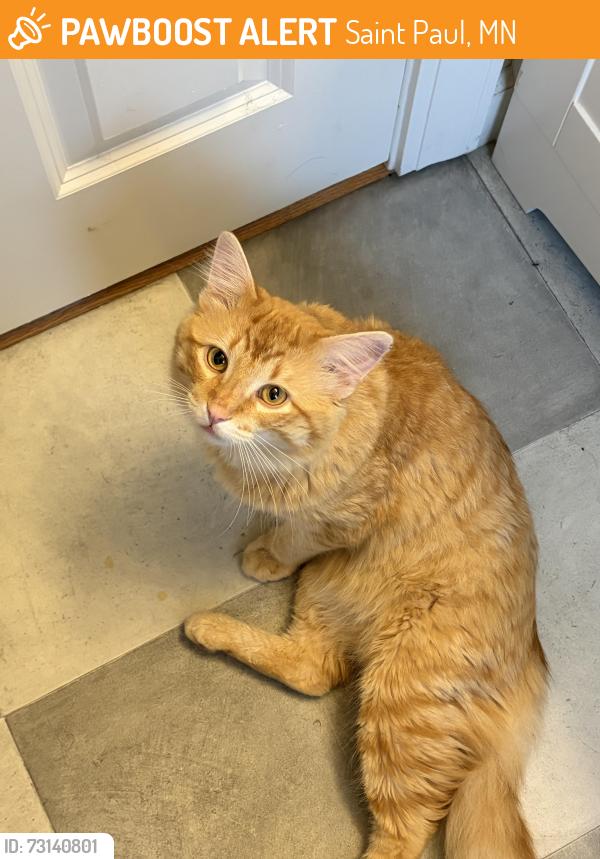 Found/Stray Male Cat last seen Case Avenue, Saint Paul, MN 55106