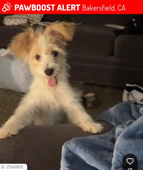 Lost Male Dog last seen Near Washington ave, Bakersfield, CA 93308