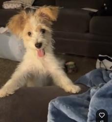 Lost Male Dog last seen Near Washington ave, Bakersfield, CA 93308