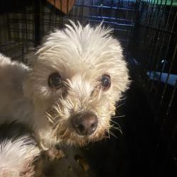 Shelter Stray Unknown Dog last seen BURLINGTON AC, 221 Stone Quarry Rd, Burlington, NC 27217, USA