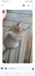 Found/Stray Male Cat last seen Forestdale, Knoxville, TN 37917
