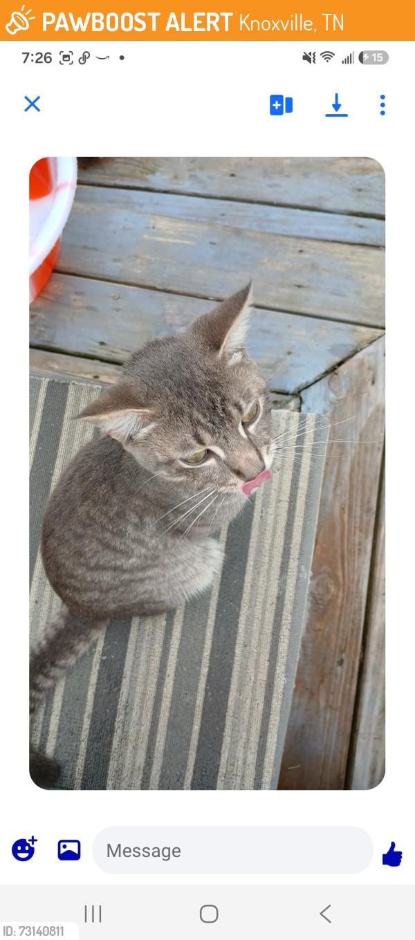 Found/Stray Male Cat last seen Forestdale, Knoxville, TN 37917