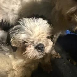Shelter Stray Unknown Dog last seen BURLINGTON AC, 221 Stone Quarry Rd, Burlington, NC 27217, USA