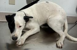 Shelter Stray Female Dog last seen EAST HWY 58, 3951 Fruitvale Ave, Bakersfield, CA 93308, USA