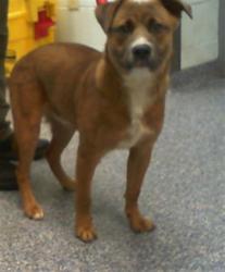 Shelter Stray Male Dog last seen CHARLOTTE, 8315 Byrum Dr, Charlotte, NC 28217, USA